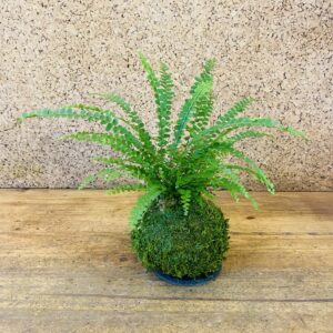 Kokedama maranta fascinator 35cm de hauteur