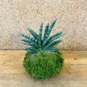 Kokedama Sansevieria boncellensis 25cm de hauteur