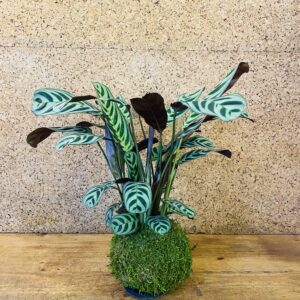 Kokedama ctenanthe burlemarxii 50cm de hauteur