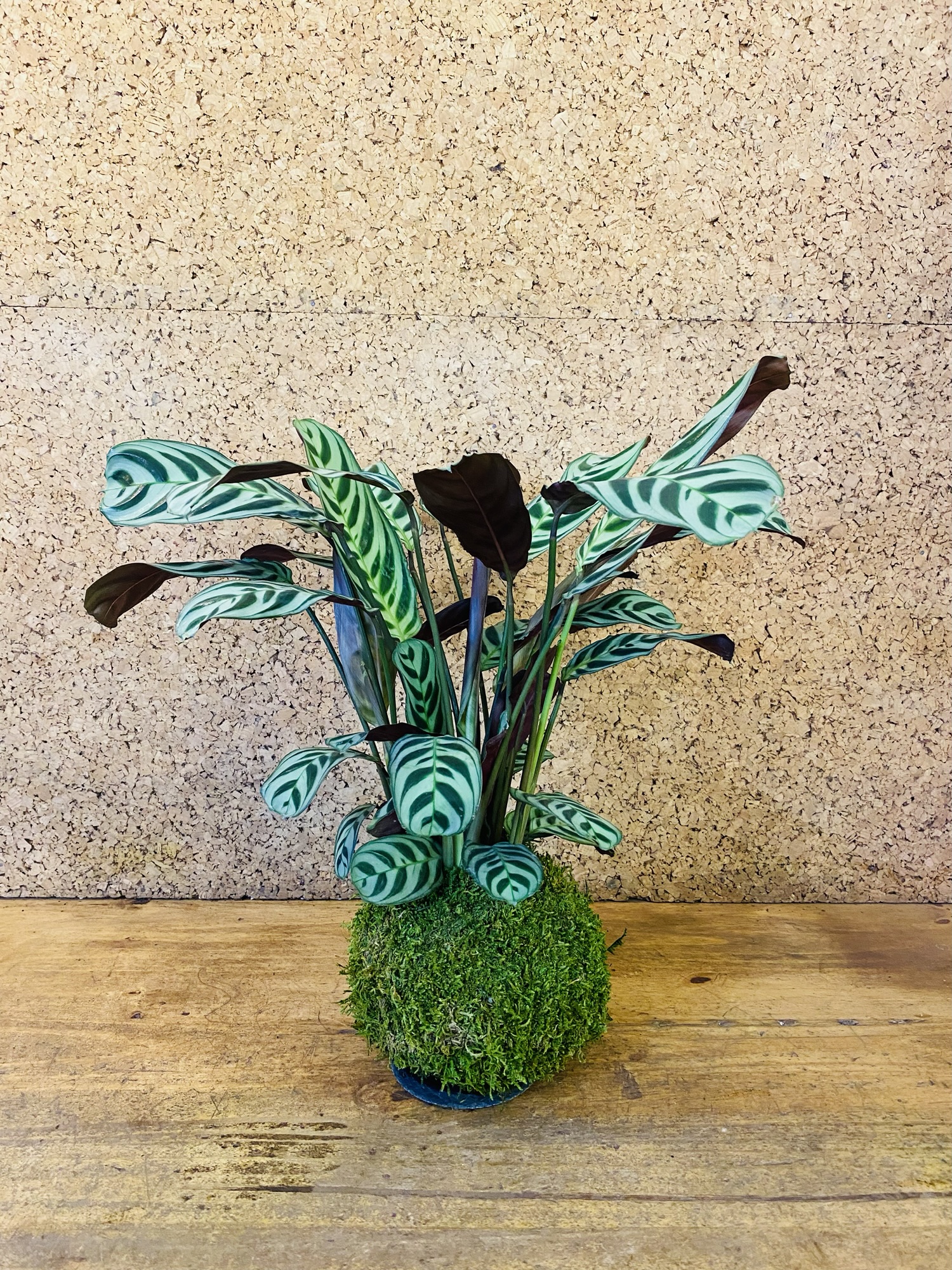 Kokedama ctenanthe burlemarxii 50cm de hauteur