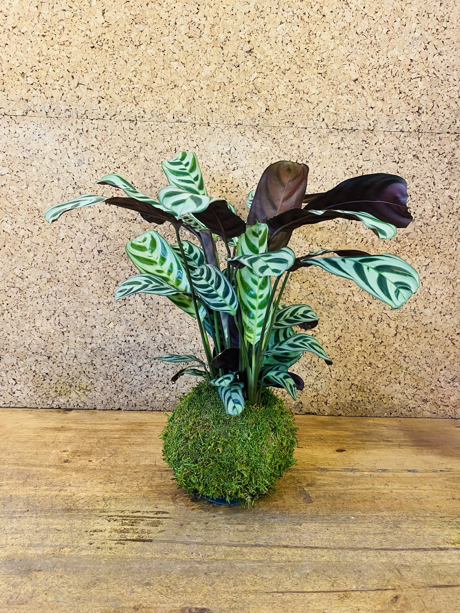 Kokedama ctenanthe burlemarxii 50cm de hauteur