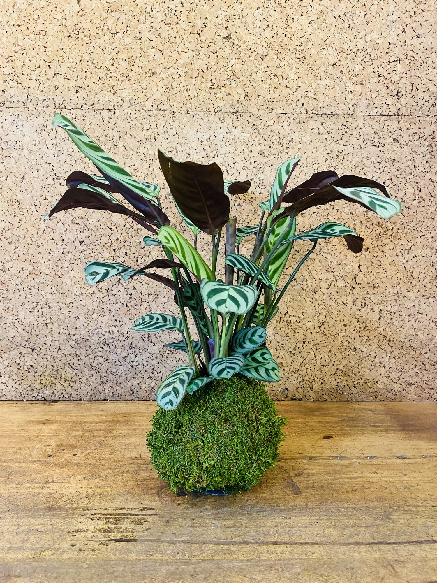 Kokedama ctenanthe burlemarxii 50cm de hauteur