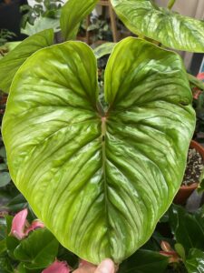 Philodendron plowmani