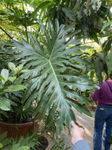 Philodendron selloum