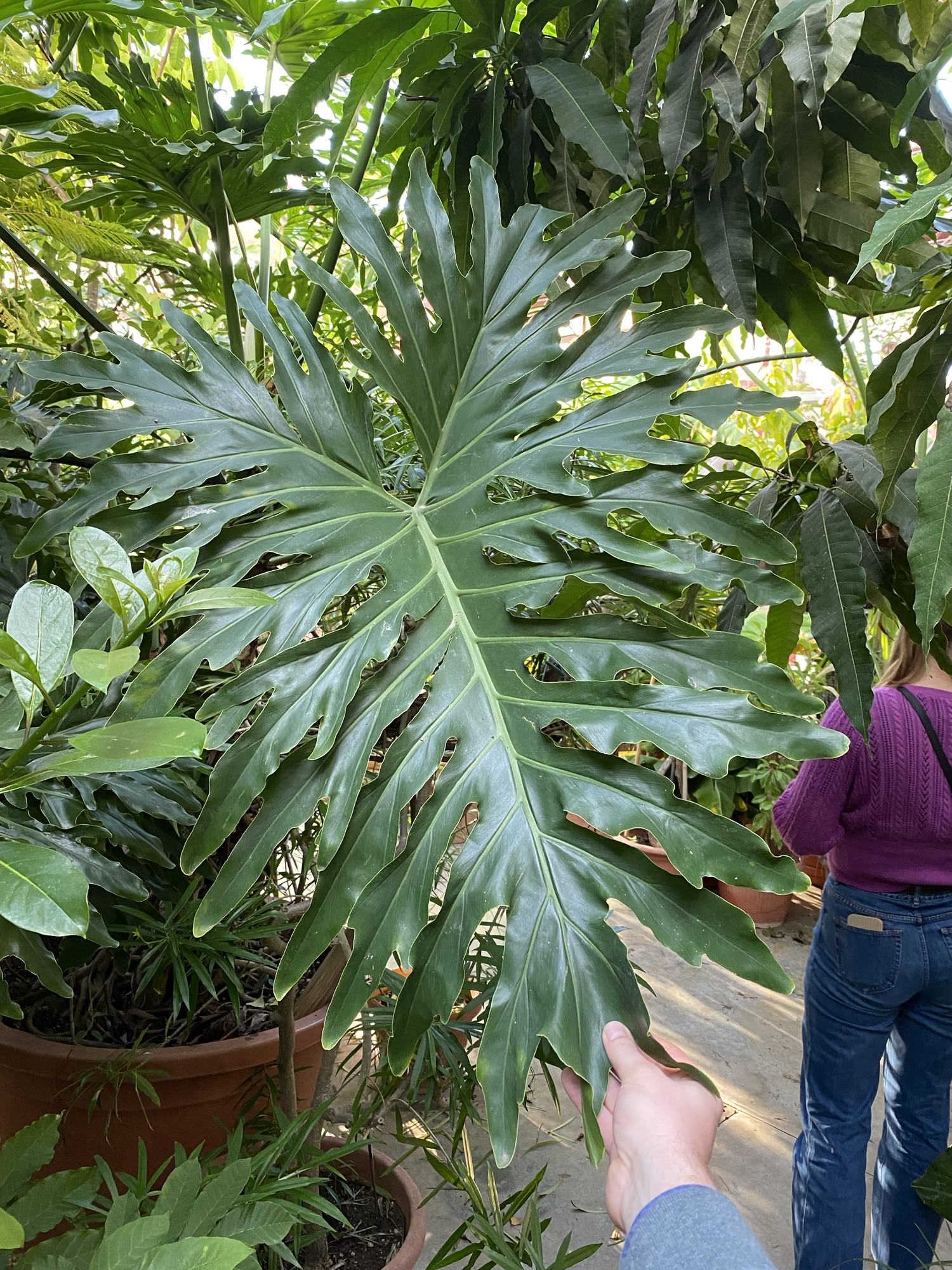 Philodendron selloum