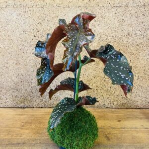 Kokedama Bégonia Rosie