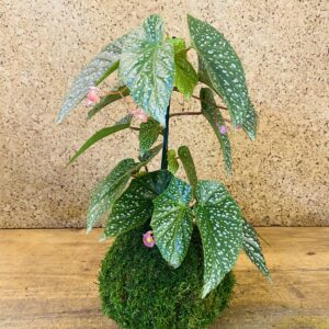 Kokedama Bégonia Albo picta