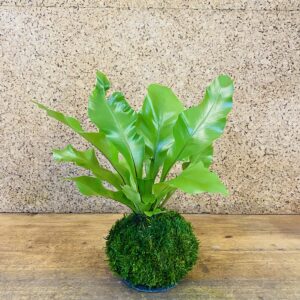 Kokedama asplenium nidus 40cm de hauteur