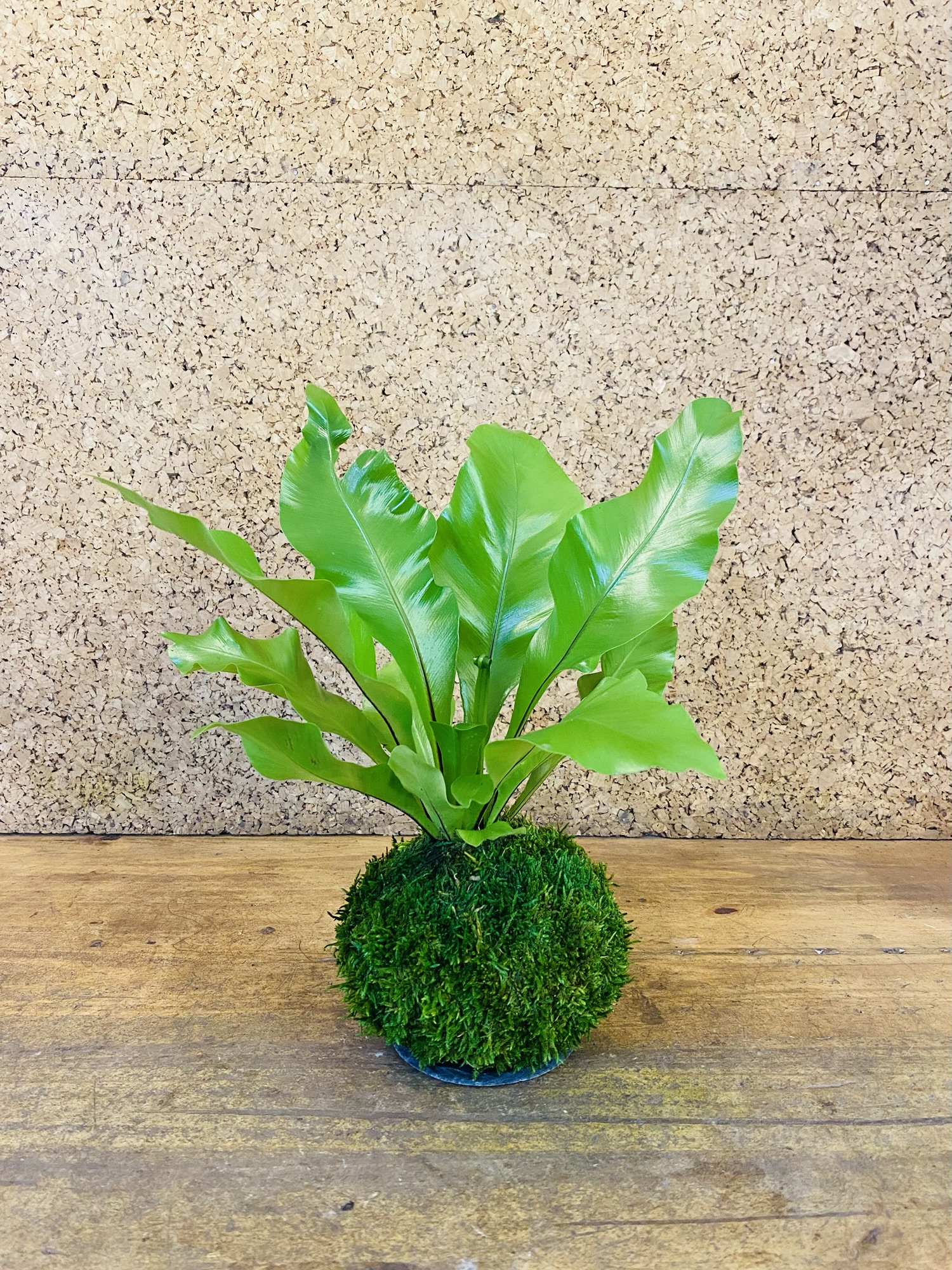 Kokedama asplenium nidus 40cm de hauteur