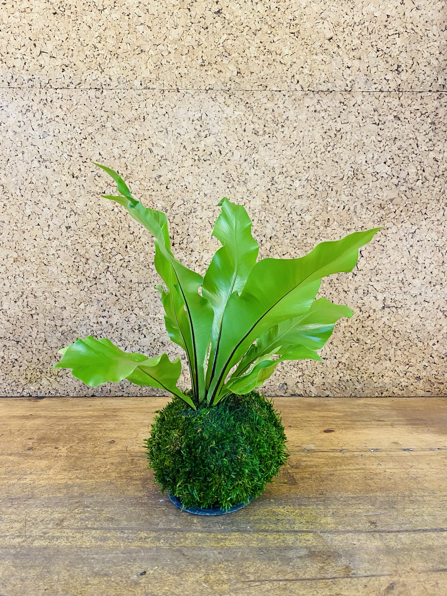 Kokedama asplenium nidus 40cm de hauteur