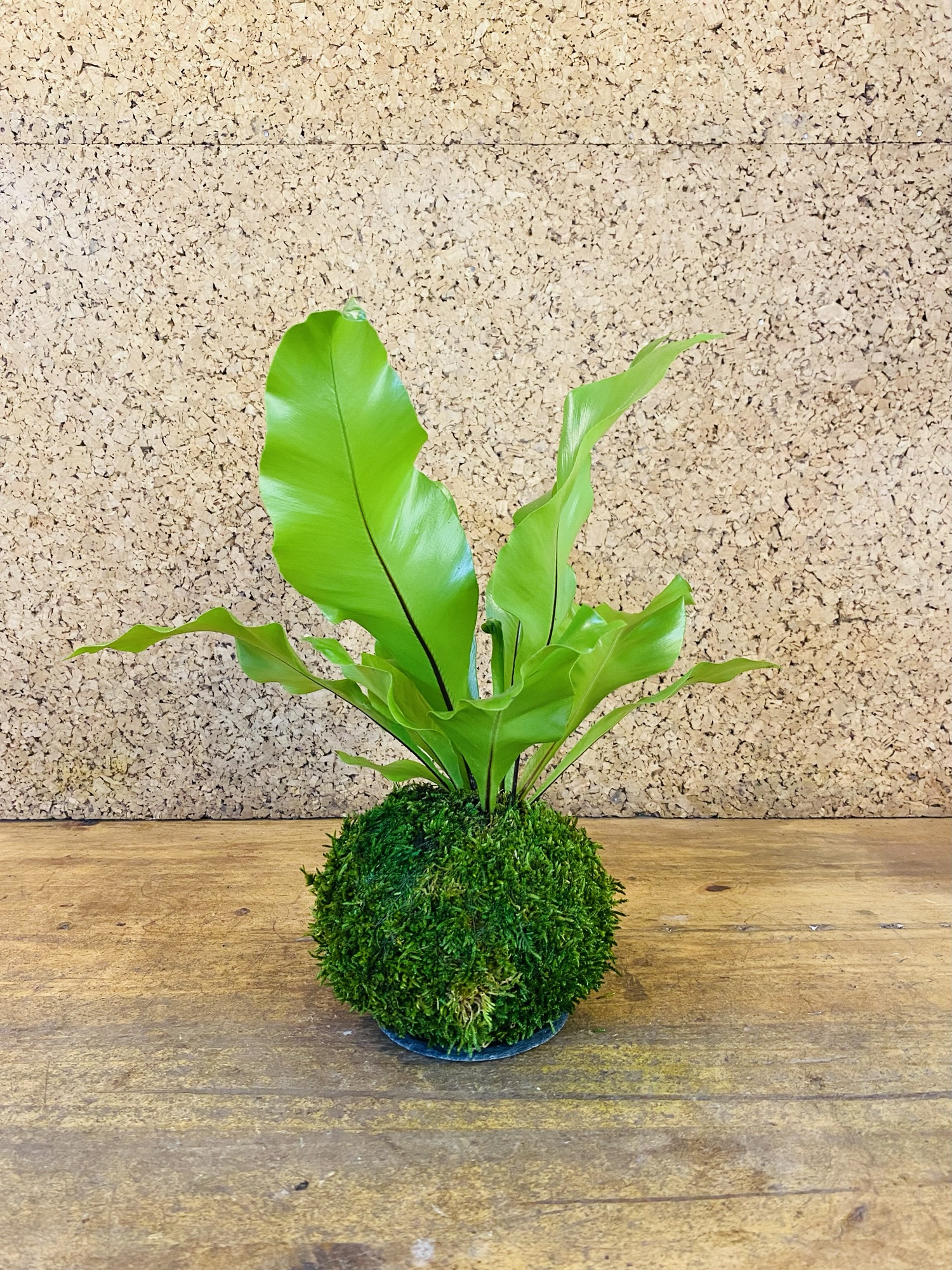 Kokedama asplenium nidus 40cm de hauteur