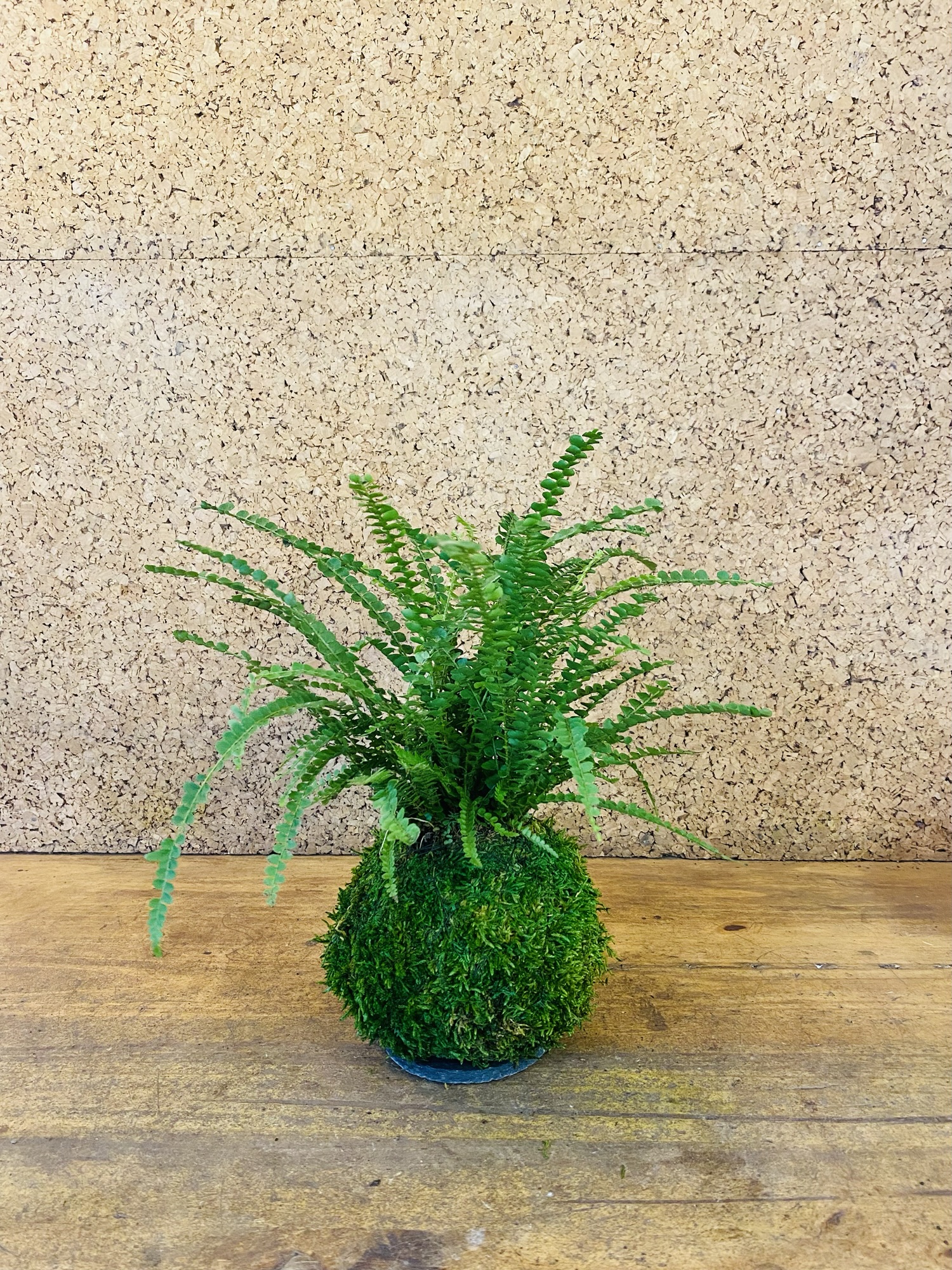 Kokedama nephrolepis cordifolia 35cm de hauteur