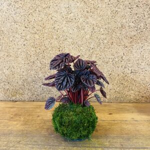Kokedama peperomia red luna 30cm de hauteur