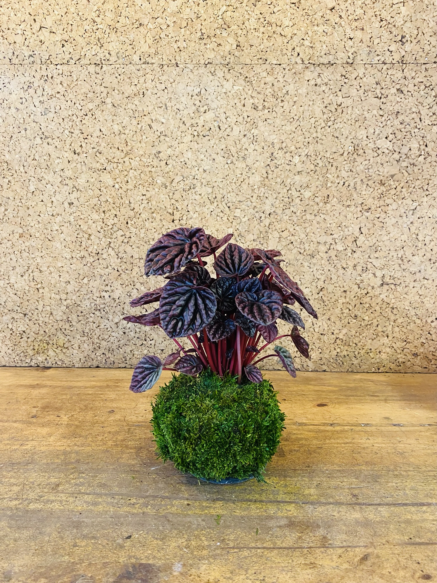 Kokedama peperomia red luna 30cm de hauteur
