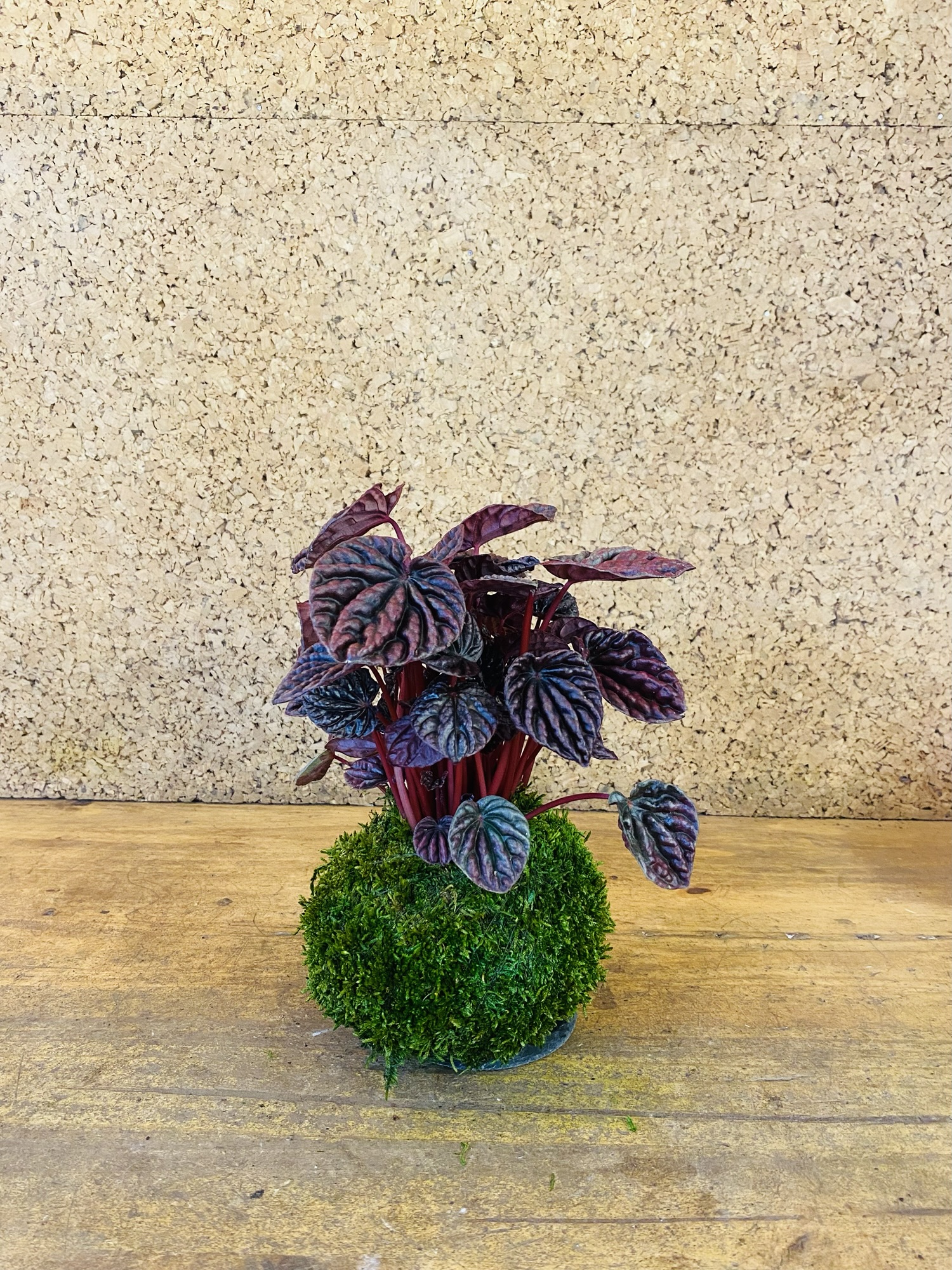 Kokedama peperomia red luna 30cm de hauteur