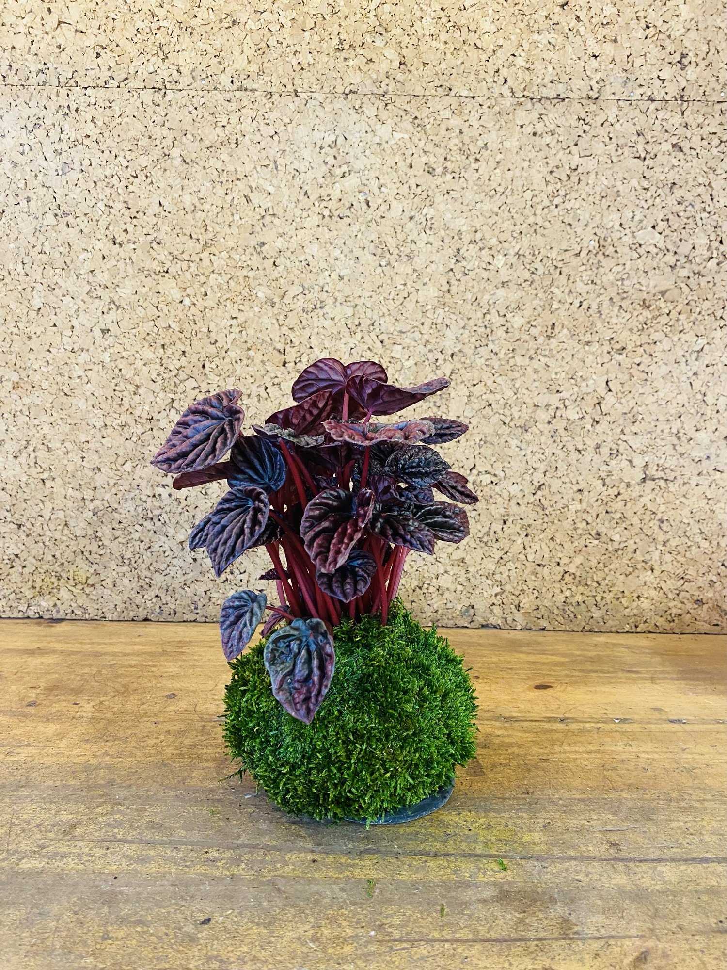 Kokedama peperomia red luna 30cm de hauteur