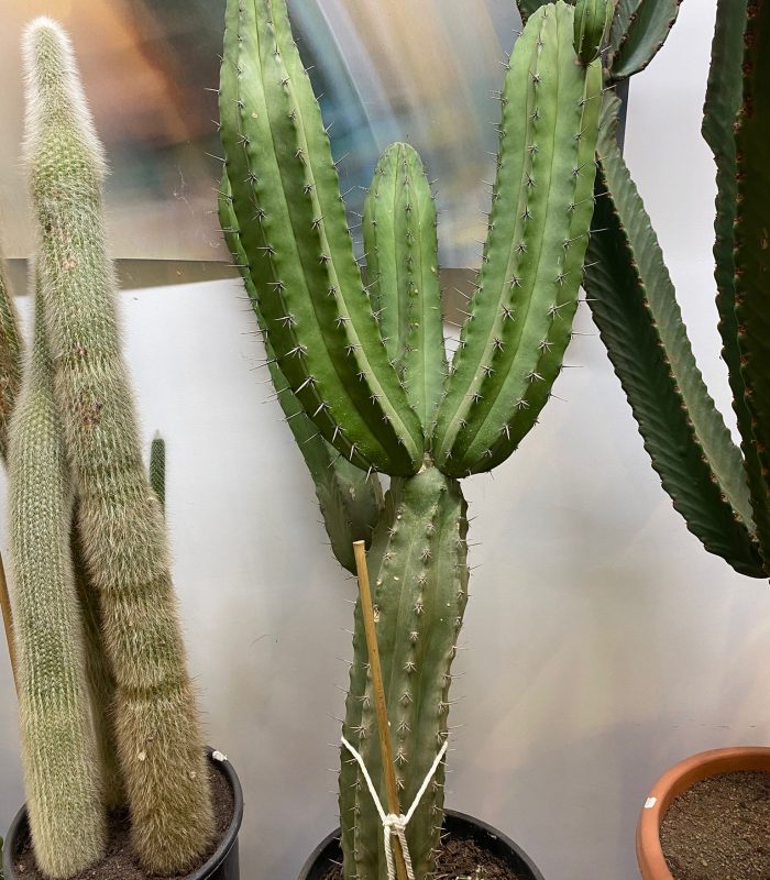 cactus-montmartre-paris.jpg Cactus pour décoration intérieure et extérieure, boutique de plantes Montmartre Paris 18