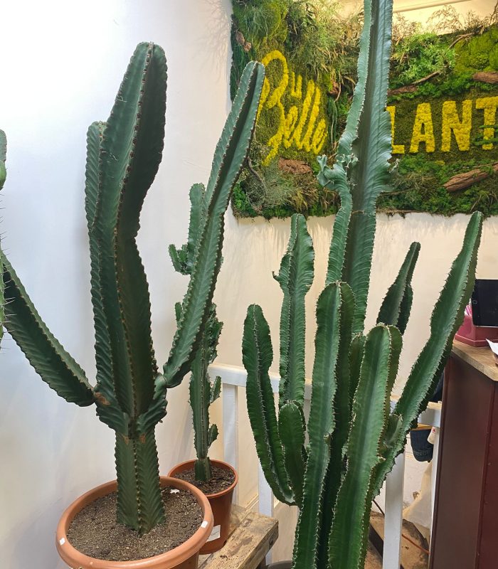cactus-succulentes-euphorbe-montmartre-paris Cactus, succulentes et euphorbes disponibles dans notre boutique de plantes à Montmartre Paris