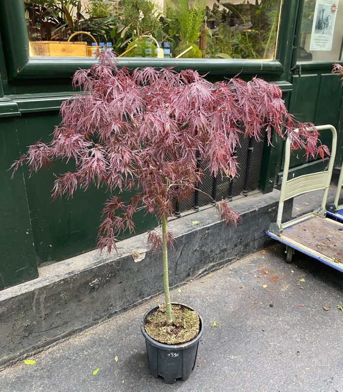 erables-montmartre-paris.jpg Erables japonais et décoratifs disponibles à Montmartre Paris dans notre boutique
