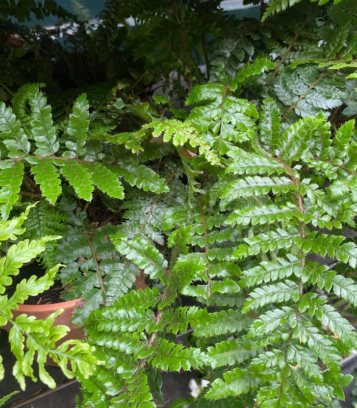 fougeres-montmartre-paris.jpg Fougères décoratives pour appartement ou jardin, boutique de plantes Montmartre Paris
