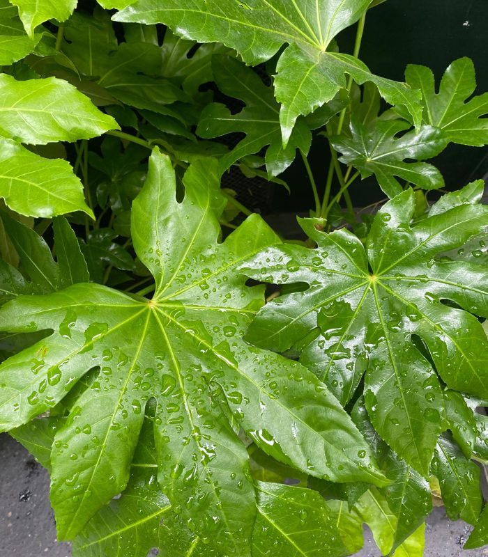 plante-persistante-montmartre-paris.jpg Plantes persistantes pour intérieur et extérieur, disponibles à Montmartre Paris