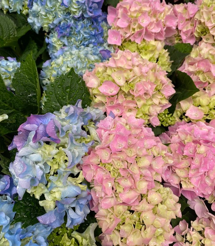 plantes-fleuries-montmartre-paris.jpg Plantes fleuries pour décoration intérieure et extérieure, boutique Montmartre Paris