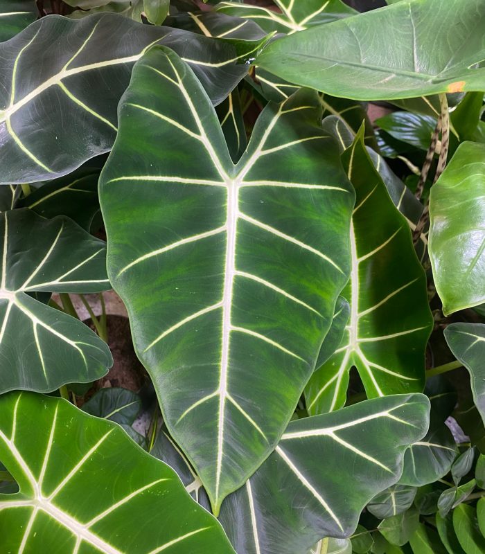 plantes-tropicales-alocasia-paris Plante tropicale Alocasia pour décoration intérieure, boutique de plantes à Montmartre Paris