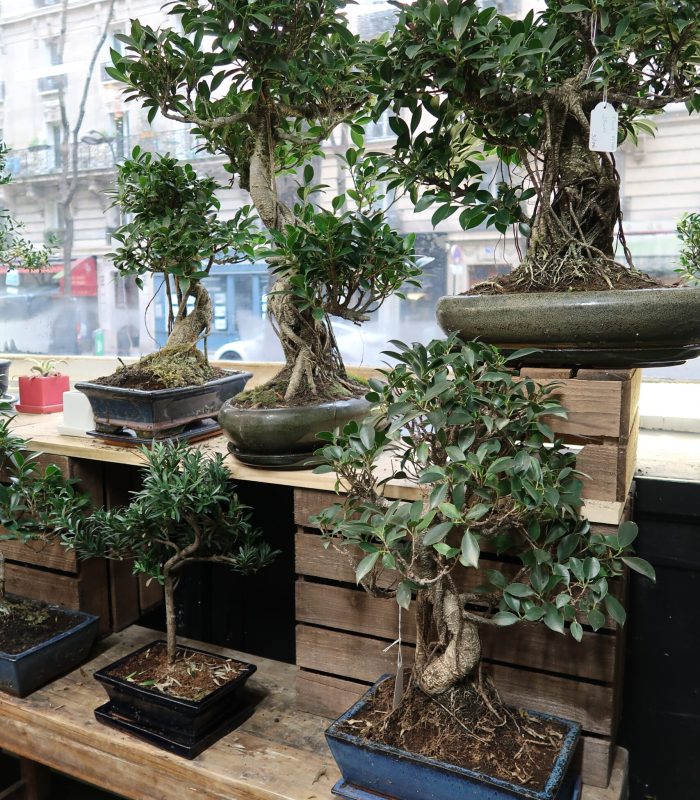 plantes-tropicales-bonsais-paris Bonsaïs artisanaux disponibles dans notre boutique de plantes à Montmartre Paris