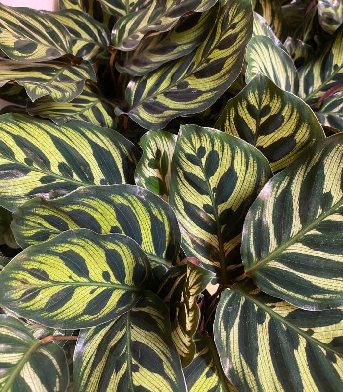 plantes-tropicales-calathea-paris Calathea décorative pour intérieur, boutique de plantes Montmartre Paris