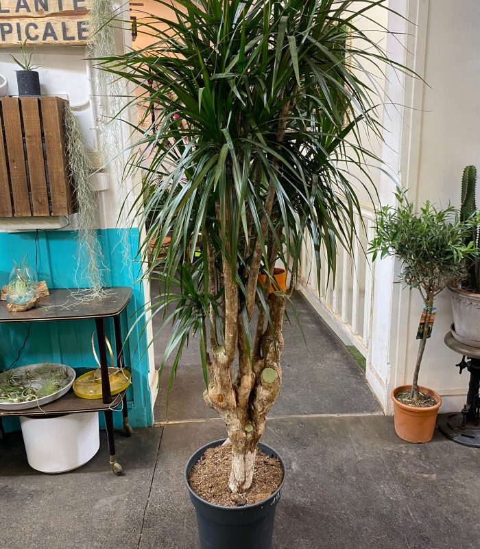 plantes-tropicales-dracaena-paris Dracaena disponible dans notre boutique de plantes à Montmartre Paris