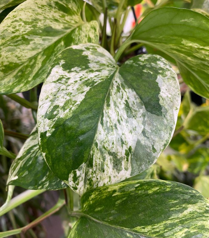 plantes-tropicales-epipremnum-paris Epipremnum pour décoration végétale et intérieur, Montmartre Paris
