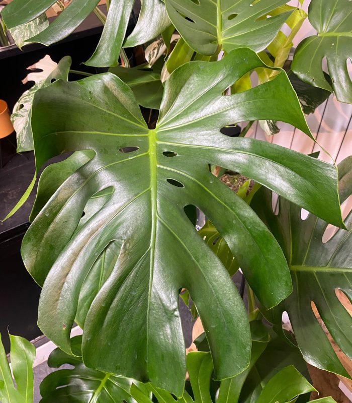 plantes-tropicales-monstera-paris Monstera pour décoration intérieure, boutique de plantes Montmartre Paris