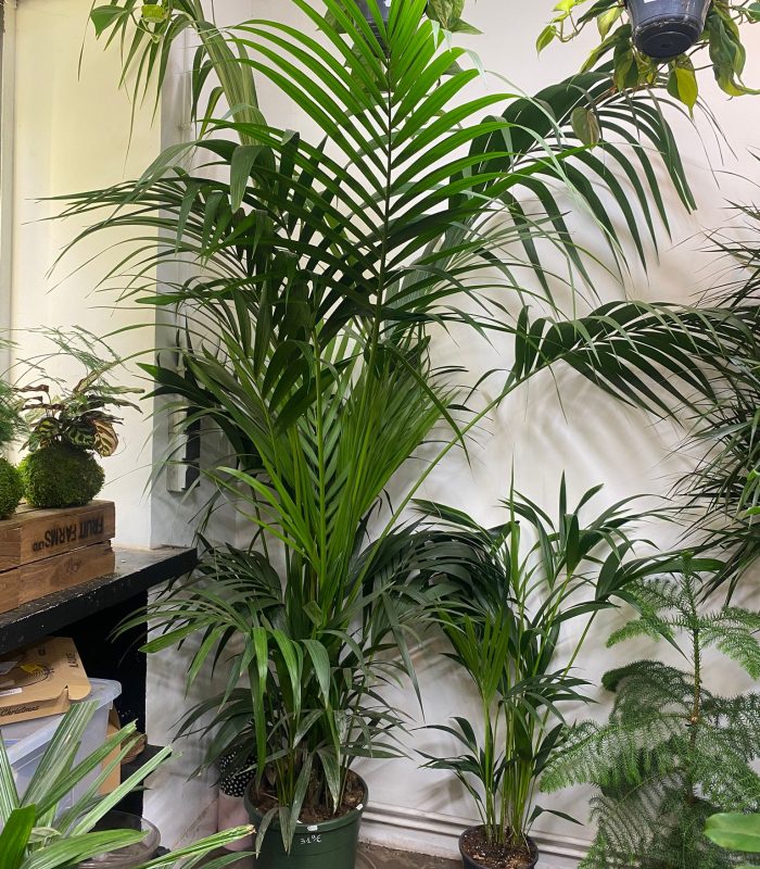 palmier-montmartre-paris.jpg Palmiers d’intérieur et d’extérieur disponibles à Montmartre Paris 18