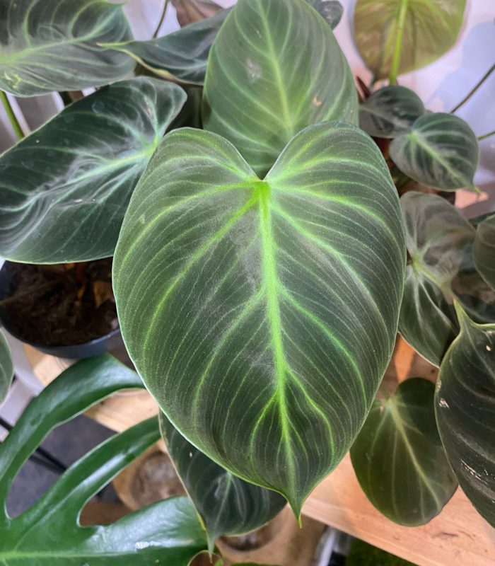 plantes-tropicales-philodendron-paris Plante tropicale Philodendron pour décoration intérieure, boutique de plantes Montmartre Paris