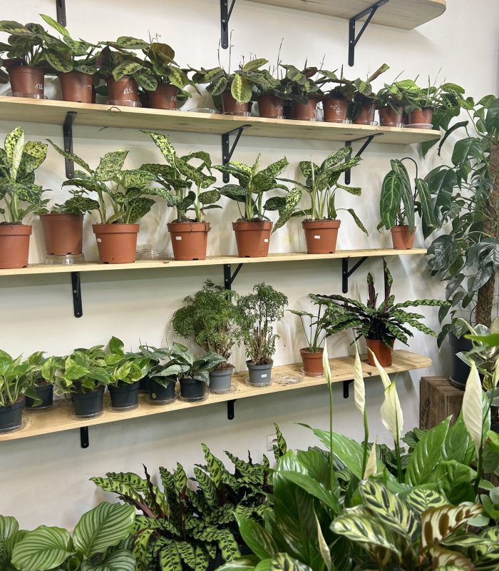 plantes-tropicales-decoration-interieur-montmartre Plantes tropicales originales à offrir ou décorer à Montmartre Paris