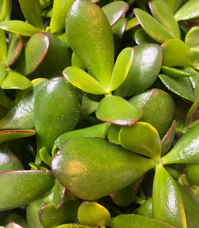 succulentes-montmartre-paris.jpg Succulentes disponibles dans notre boutique de plantes à Montmartre Paris